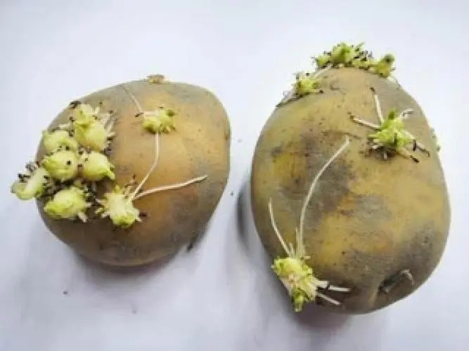 土豆怎样存放不发芽？